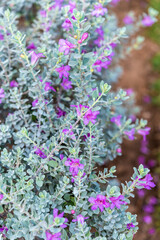 Fototapeta premium Delicate small purple flowers on low bushes