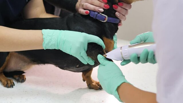 Two veterinarians of the girl prepare the dog for surgery in a veterinary clinic.The dog is anesthetized on the operating table.Veterinarians performing surgery on a dog