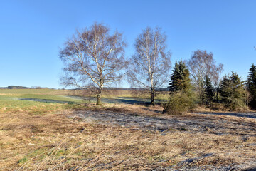 Feuchtgebiet im Hunsrück