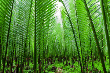Fototapeta na wymiar Rain forest banner background. Green palm leaves in tropical rainforest. Dioon edule Plant, also known as chestnut dioon, palma de la virgen, Cycad palm
