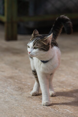 Portrait of a cute tricolor  three-legged  cat on the street