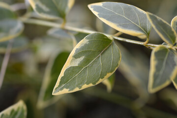 Fototapeta premium Variegated Greater periwinkle
