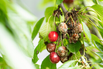 Moldy rotten cherries due to excessive rain hanging in a cherry tree close up