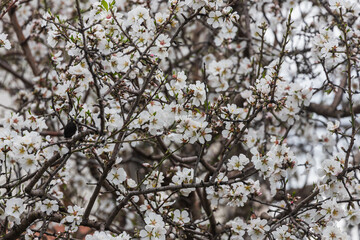 Fototapeta premium Close-up of a beautiful flowering tree with badam nuts on a blurred background, soft selective focus