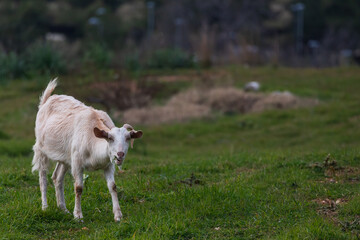 Obraz premium close-up of a young white goat walks at the green grass