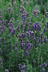 Obraz premium Lavender purple flowers blossom