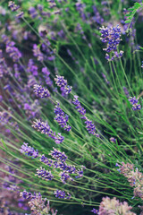 Obraz premium Lavender purple flowers blossom
