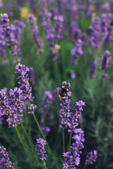 Fototapeta premium Lavender purple flowers blossom