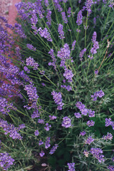 Lavender purple flowers blossom