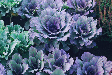 Decorative or ornamental cabbage in blossom