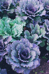 Decorative or ornamental cabbage in blossom