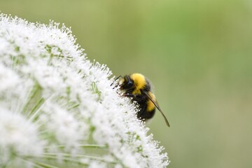 Closeup or macro of a bumblebee on flower outdoors