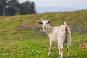 Obraz premium close-up of a young white goat walks at the green grass