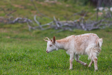 White goat in the meadow of a goat farm.