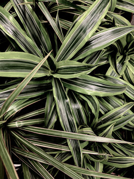 Green Plant Tropical Background Flatlay Photo.