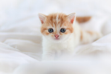Scottish fold kitten sitting on white background. Red Tabby kitten sitting on a white cloth with blurred background.