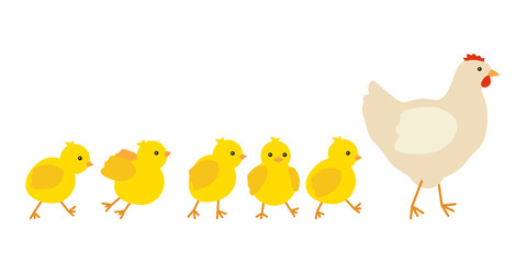 Chicken family, hen mother leading row her yellow baby chicks. Chicken with brood, symbol easter. Family of domestic fowl, poultry birds. Vector illustration
