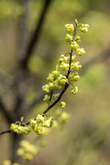 Spring blooming yellow sagebrush flowers