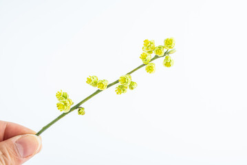 Branches of fresh spice sagebrush on white background