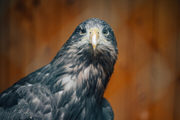 Obraz premium Crowned Eagle (Stephanoaetus coronatus), the biggest eagle of Adfrica. Bird of Prey, Crowned Eagle portrait.