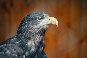Crowned Eagle (Stephanoaetus coronatus), the biggest eagle of Adfrica. Bird of Prey, Crowned Eagle portrait.