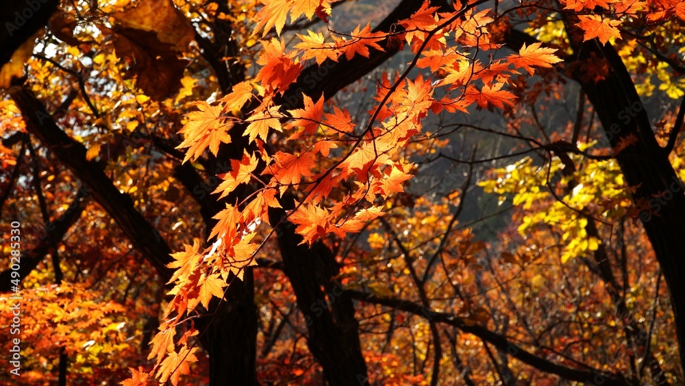 Wall mural the signature red maple tree of autumn.