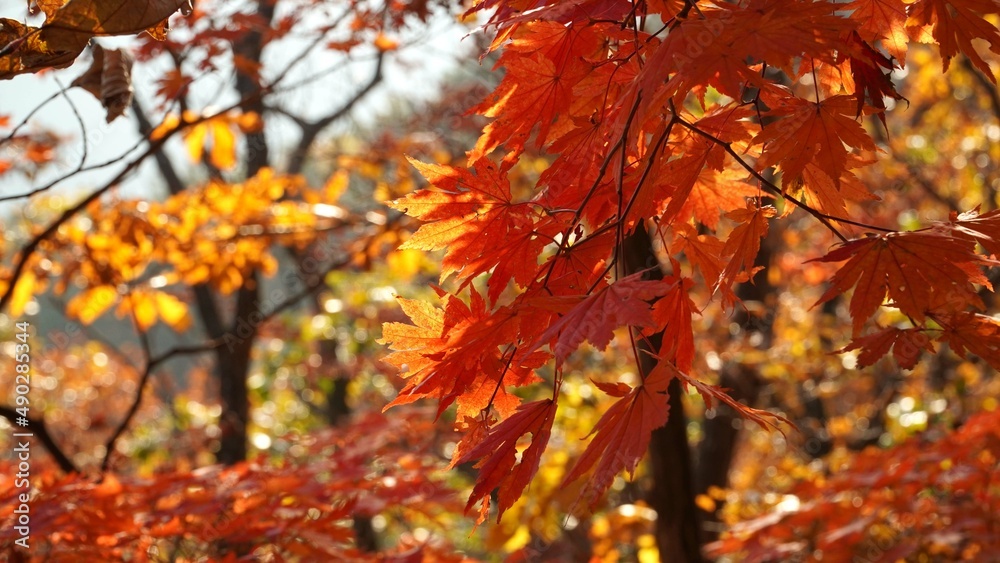 Sticker the signature red maple tree of autumn.