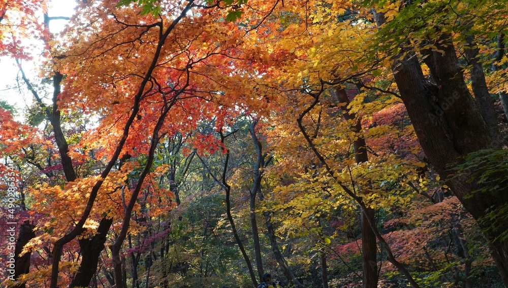 Sticker the signature red maple tree of autumn.