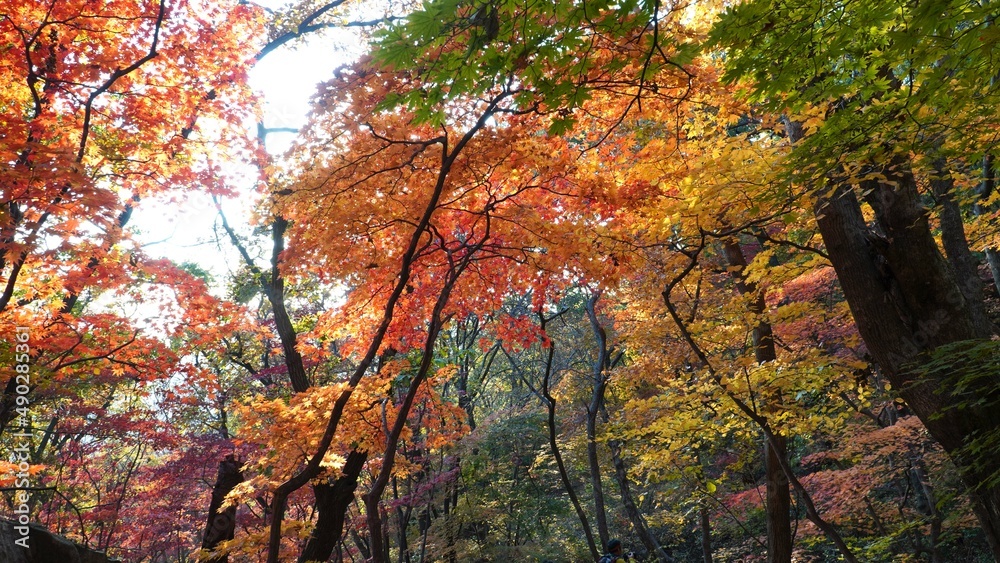 Sticker the signature red maple tree of autumn.