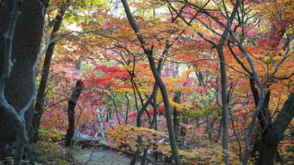 The signature red maple tree of autumn.