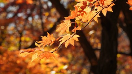 The signature red maple tree of autumn.
