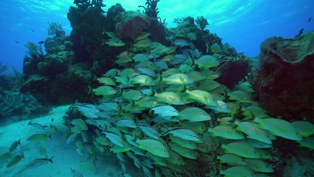 Beautiful closeup of Schooling Fish in 4K