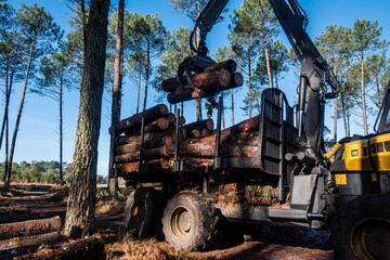 porter or forwarder collecting pine trunks for storage