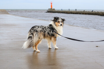 Blue Merle shetland sheepdog sheltie standing on small port conrete pier.