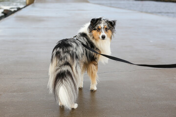 Blue Merle shetland sheepdog sheltie standing on small port conrete pier.