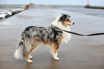 Blue Merle shetland sheepdog sheltie standing on small port conrete pier.