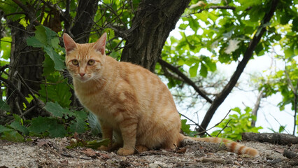 Wild yellow cat.