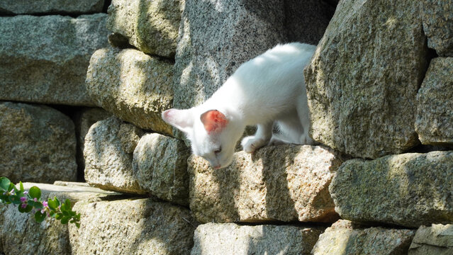 https://papago.naver.com/#:~:text=A%20white%20odd%2Deyed%20cat%20playing%20on%20the%20walls.