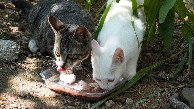 https://papago.naver.com/#:~:text=A%20white%20odd%2Deyed%20cat%20playing%20on%20the%20walls.