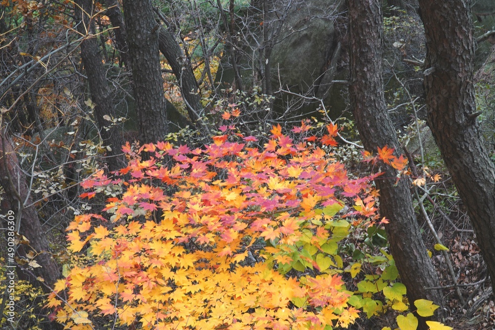 Wall mural the signature red maple tree of autumn.