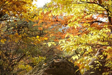 The signature yellow maple tree of autumn.