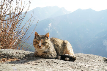 Mackerel Tabi. The dignity of a cat.