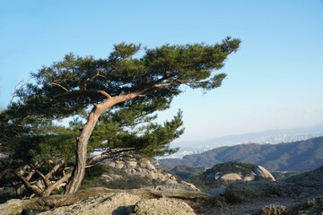 Pine trees on the ridge that withstand the cold and wind.