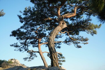 Fototapeta na wymiar Pine trees on the ridge that withstand the cold and wind.