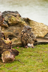 Wild Eurasian Eagle Owls outside their nest. Mother and white chick, they eat a piece of meat