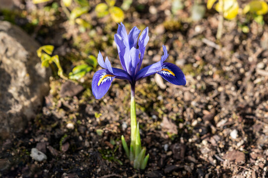 Iris Reticulata 'Harmony' a spring winter bulbous flowering plant with a blue and yellow springtime flower in February, stock photo image