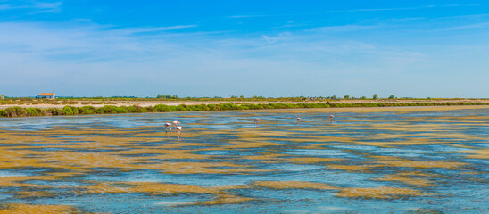 Pond with flamingos at Saintes-Maries-de-la-Mer in the Camargue, Provence, France - obrazy, fototapety, plakaty