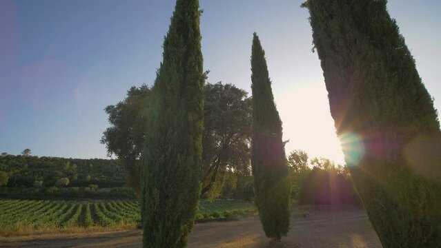 Sunflares come out behind cypress plant next to the French vineyard. Slow motion.