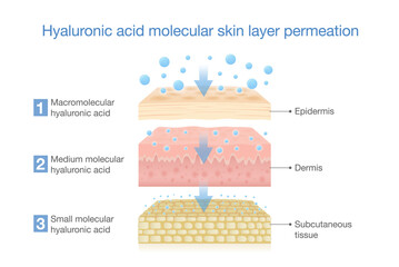 Hyaluronic acid molecular skin layer permeation. Illustration about treatment deep skin with moisture and water of Hyaluronic acid. - obrazy, fototapety, plakaty