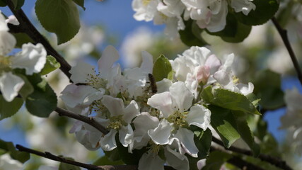 A bee on a white flower